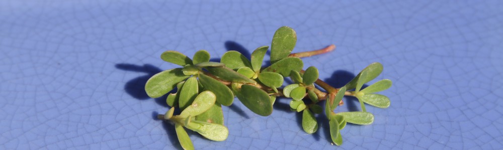 Purslane