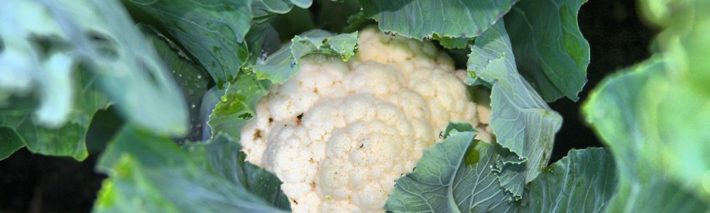 cauli curd in plant