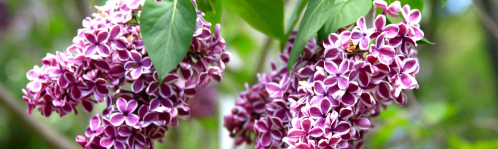 Lilacs header