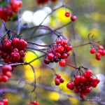Autumn Berries
