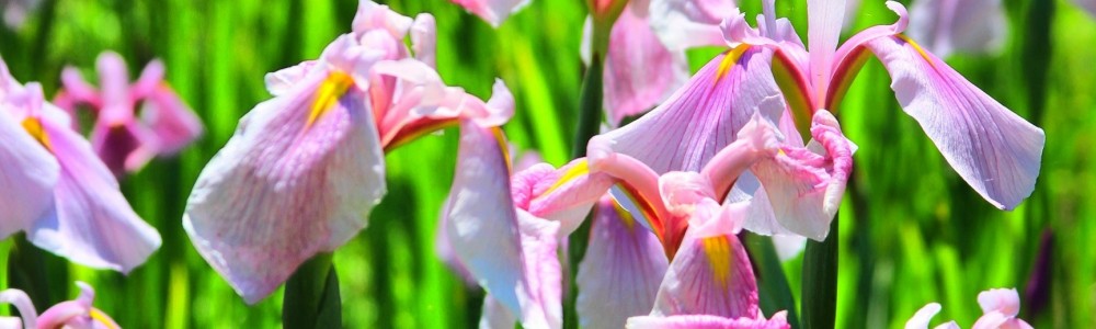 iris