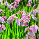 iris iris