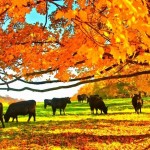 cows in autumn