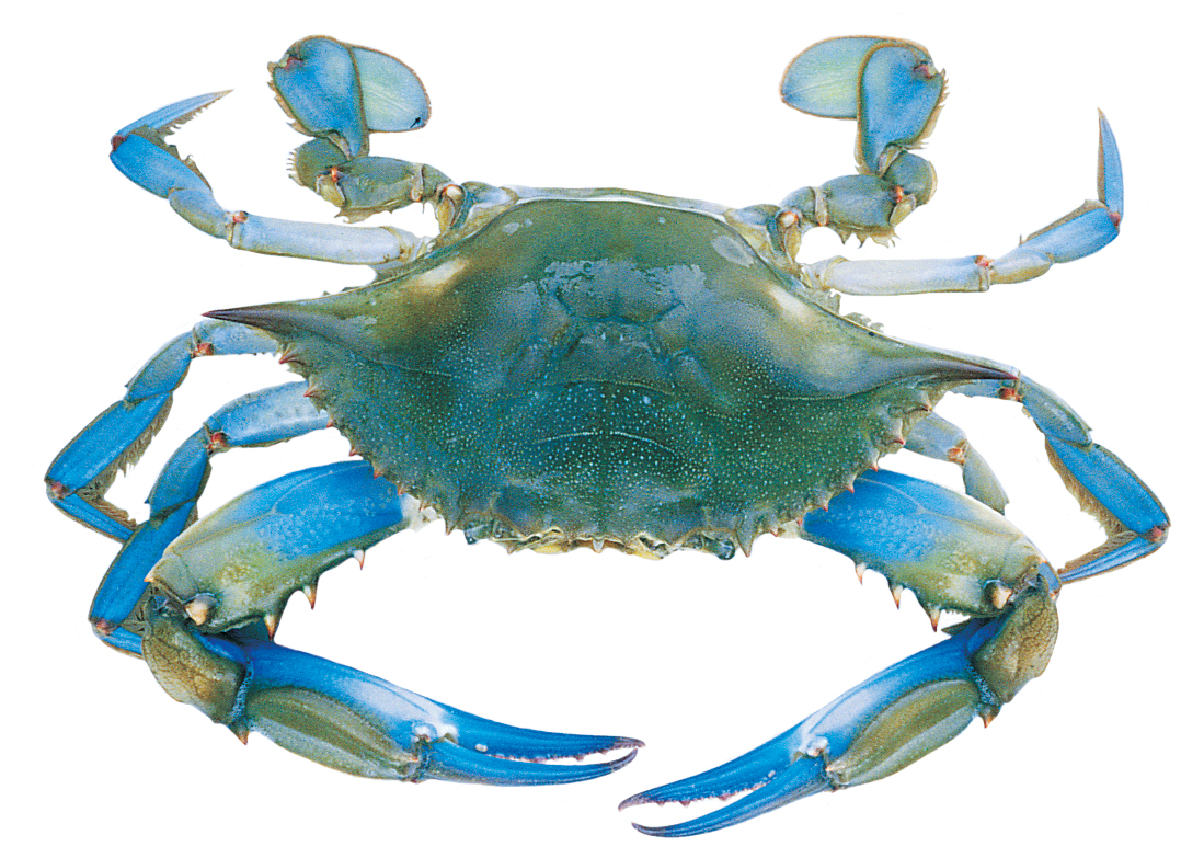 Blue Crab Maryland