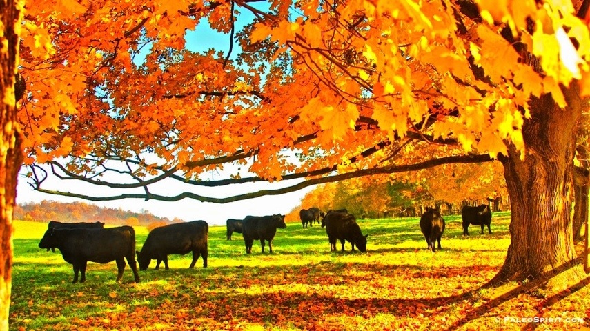 cows in autumn