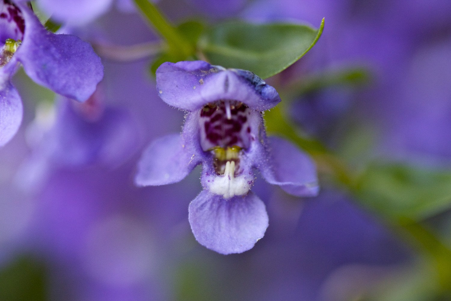 purple flower - Paleo Spirit