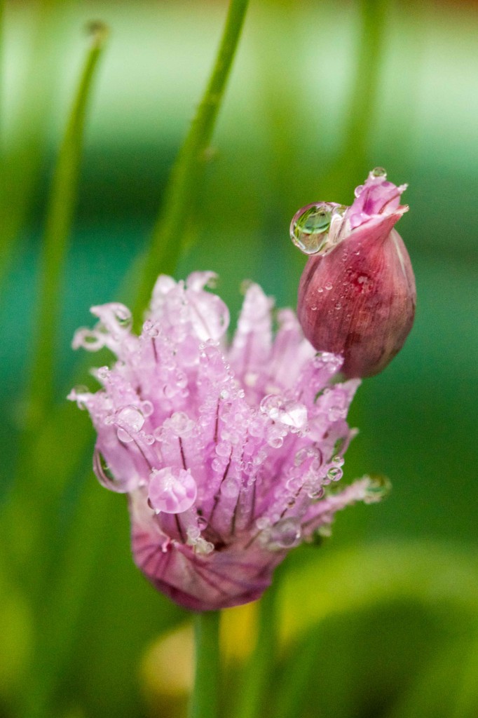 wet chives 2